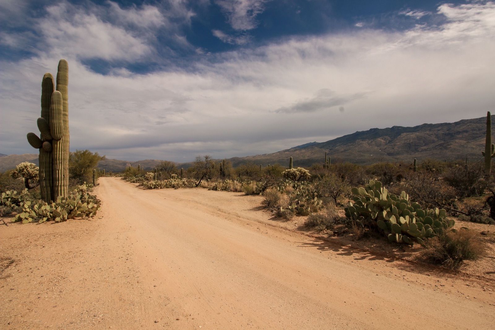 A dirt road through Sonoran Desert scrub and saguaro cactus toward distant mountains in Arizona