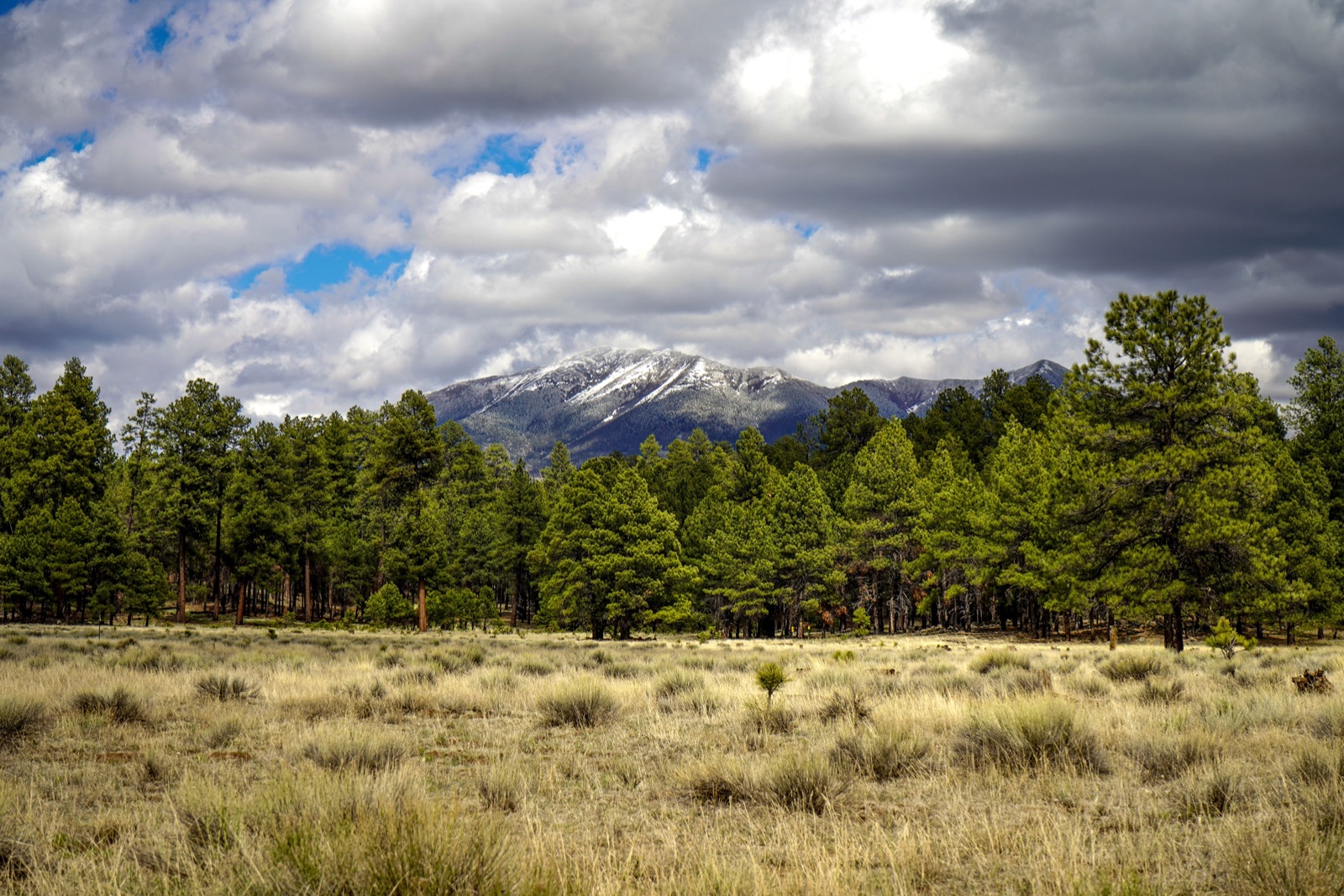 Ponderosa pines edging a grassy meadow below the snow-capped San Francisco Peaks near Flagstaff
