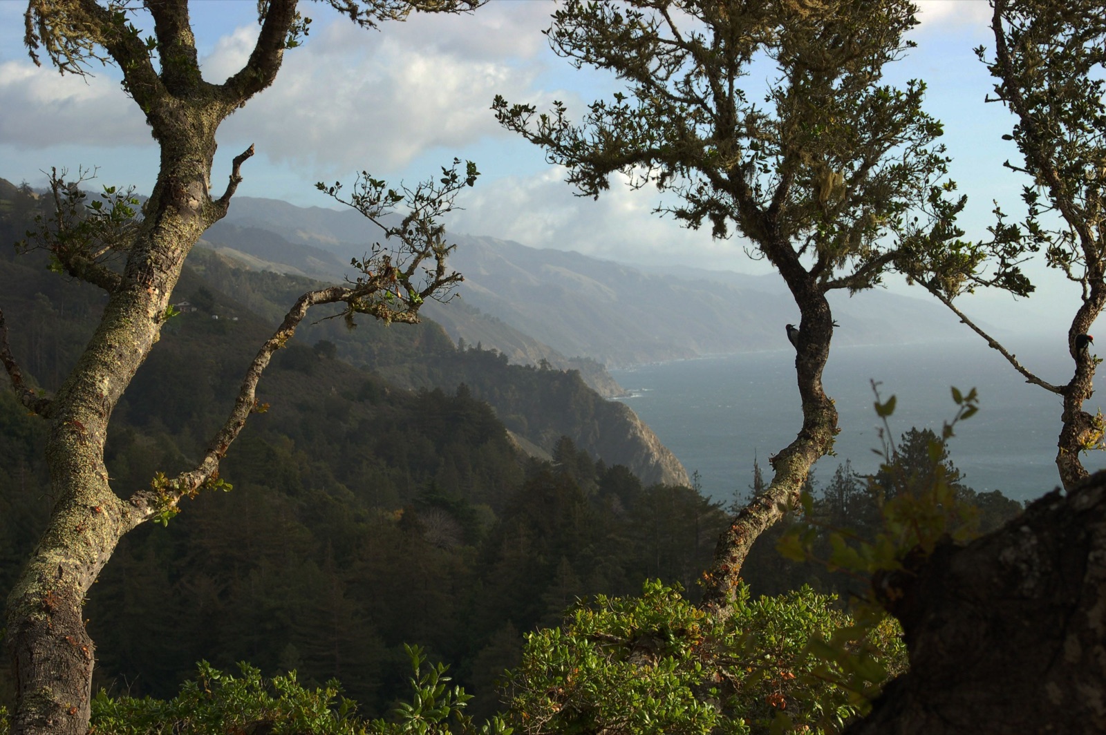 Looking through twisted oak branches from a forested ridge down to the Big Sur coastline and the Pacific
