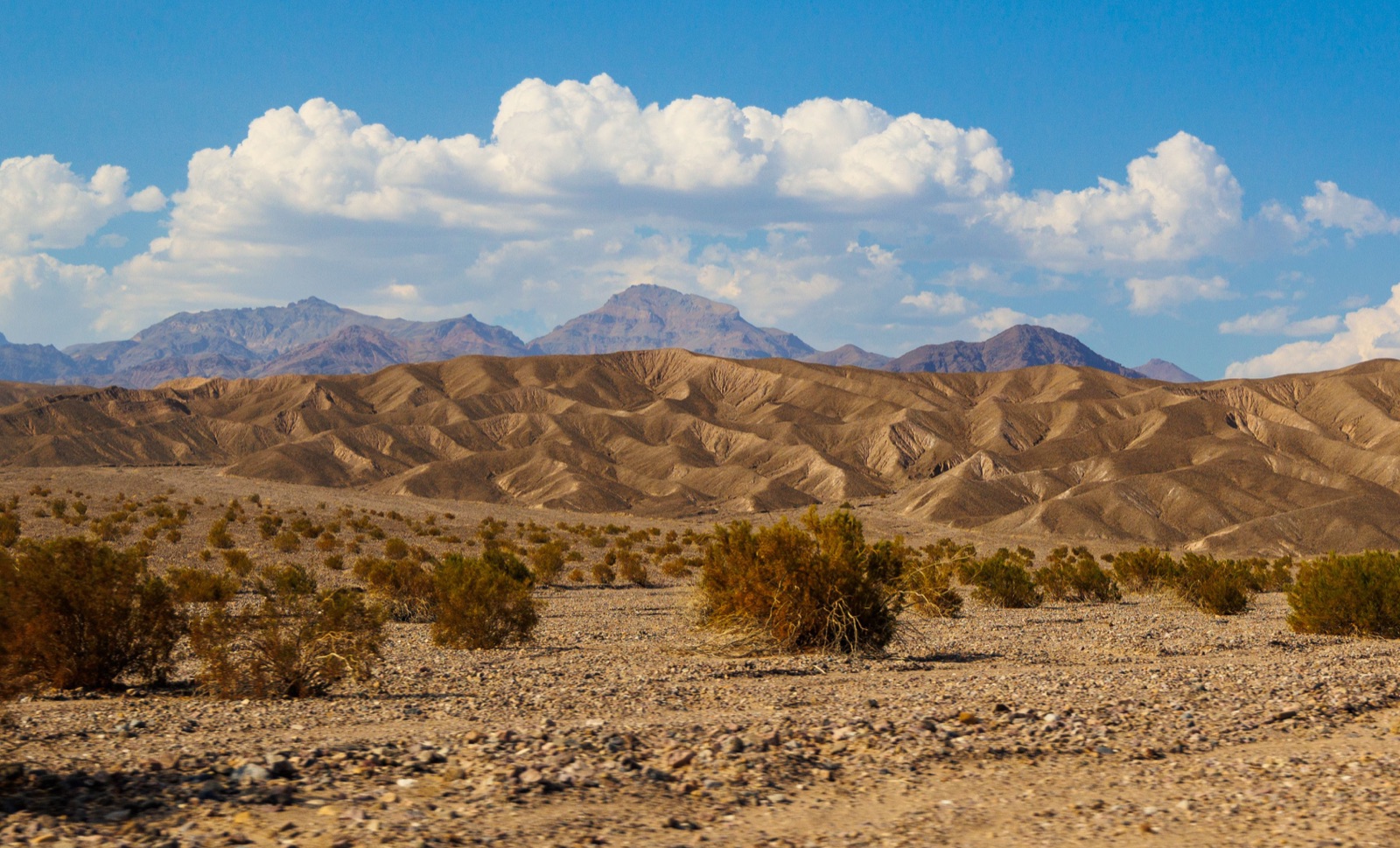 Desert scrub on a gravel plain below folded tan hills and mountains in Death Valley