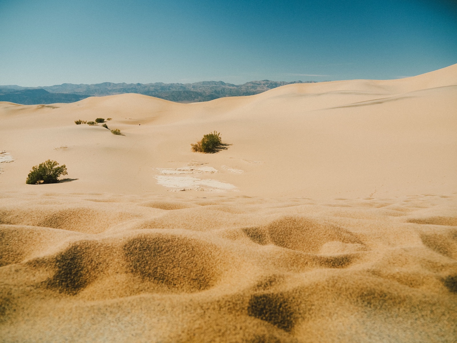 Wind-rippled sand dunes with a few desert shrubs and distant mountains in Death Valley National Park