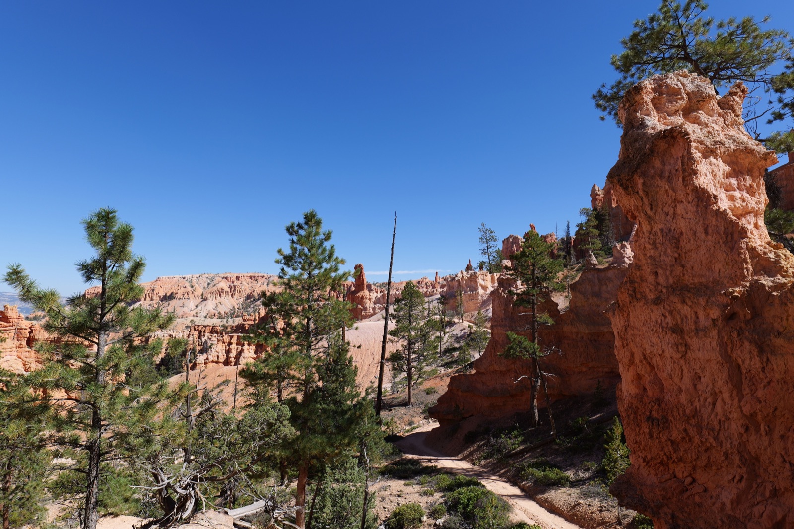 A trail winding between orange hoodoos and ponderosa pines in Bryce Canyon National Park