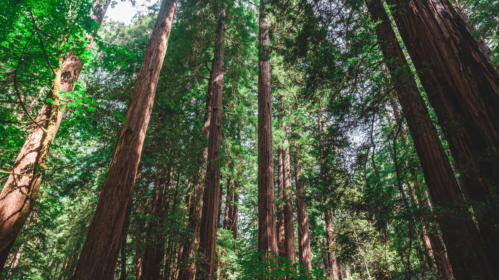 Looking up the tall, straight trunks of redwood trees toward a green, sunlit canopy