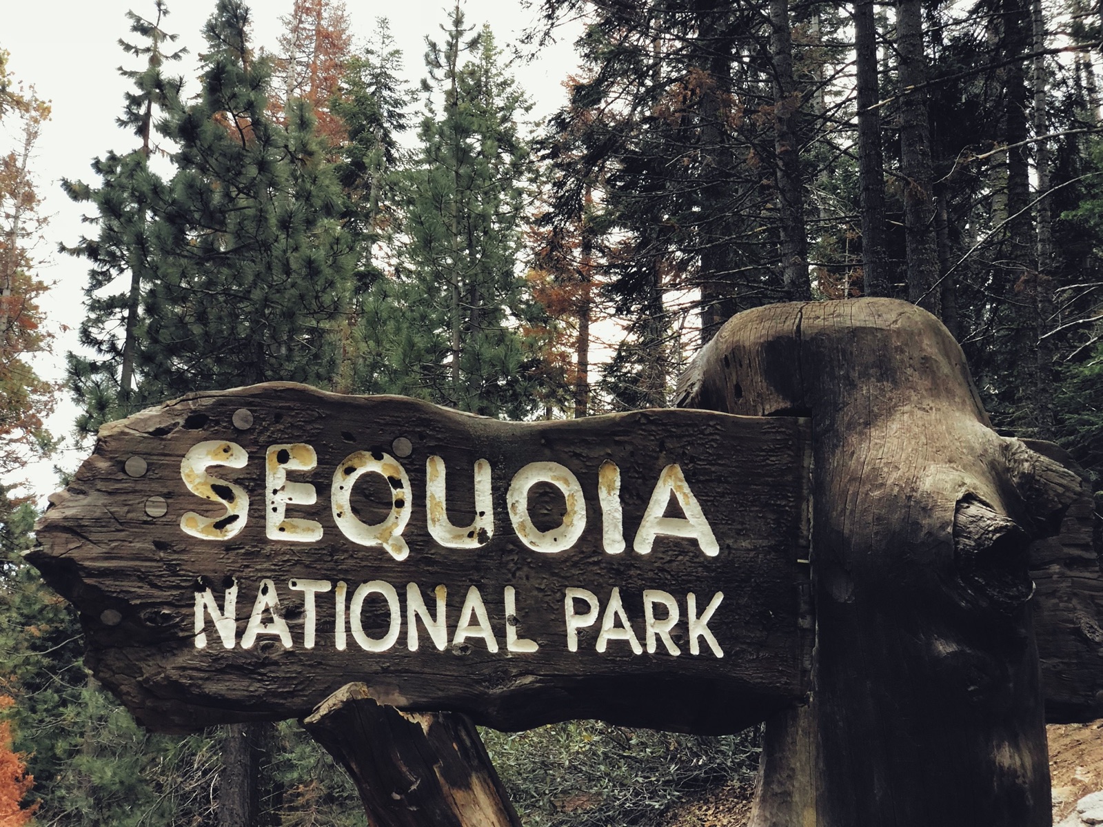 A carved wooden Sequoia National Park sign in front of tall conifers